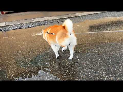 深い水たまりを歩くときは太ももを高く上げ、シャキシャキとモデル歩きになってしまう柴犬 サムネイル