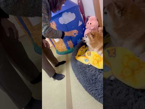柴犬福 おばあさんと柴犬の謎のやり取り🤣Grandma and Shiba🤣shorts japanesedog 柴犬… サムネイル