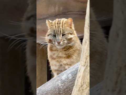 shorts アムールヤマネコのビワくん　那須どうぶつ王国　2026年３月27日 サムネイル