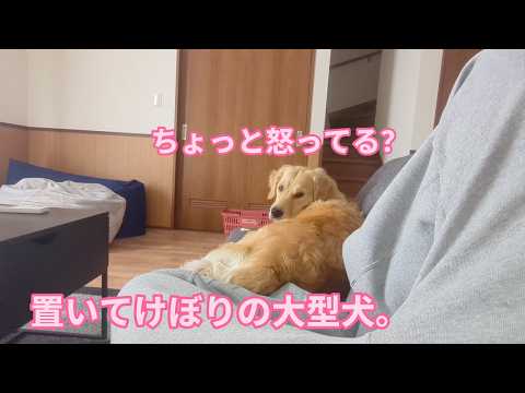 置いてけぼりでちょっと怒った大型犬。ゴールデンレトリバーティト サムネイル