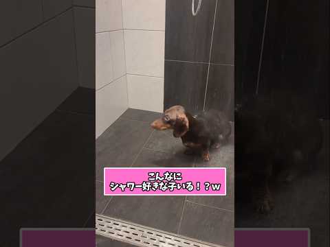 仕事で疲れた皆に贈る笑いと癒しのダックス5選ww　#ダックスフンド #笑える #癒し #ダックスのいる暮らし #犬のい… サムネイル