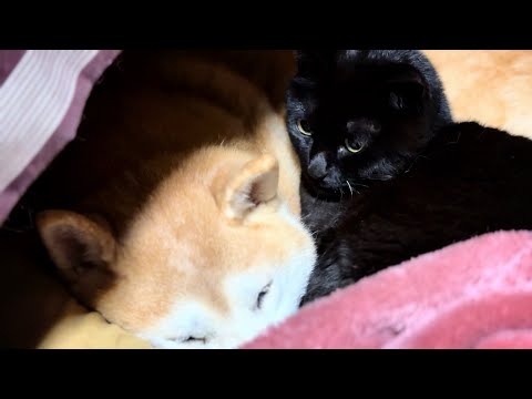 恥じらいの天　Shy Ten and His Cuddly Brothers サムネイル