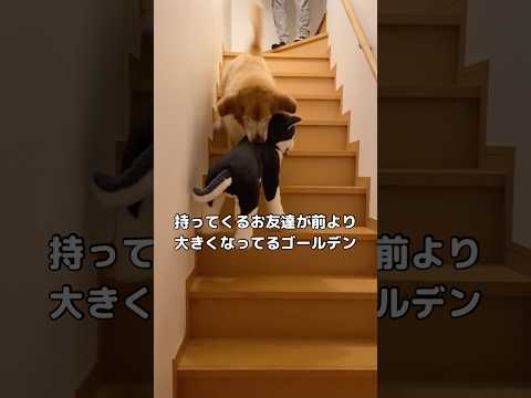 お気に入りのお友達を嬉しそうに1階に持ってくる大型犬 ゴールデンレトリバー 大型犬 shorts