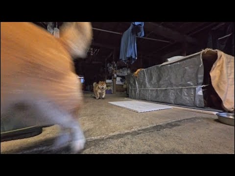 2025年12月31日(水)大晦日 おはようからお出かけまで暮らしをみつめる回 サムネイル