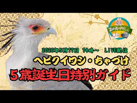 ヘビクイワシ・ちゃづけ5歳誕生日特別ガイド〔東武動物公園　公式YouTubeチャンネル〕 サムネイル