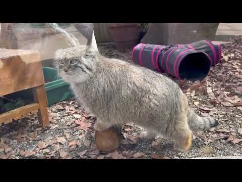 オリーヴァちゃん ガラス前をランウェイして丸太の上でポーズ😊　マヌルネコ　埼玉県こども動物自然公園にて　2026年3月… サムネイル