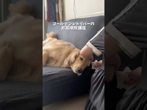 お耳掃除されてる時のなんとも言えない顔が可愛い🤣気持ちいいけどくすぐったいのかな？ゴールデンレトリバー犬とふたり暮らし