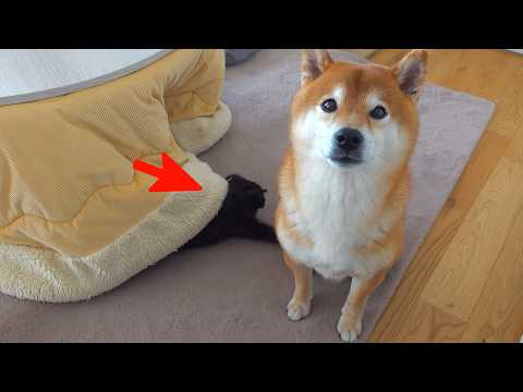 子猫が狩りの練習⁉︎相手に選ばれたのが柴犬ハチでした。。 サムネイル