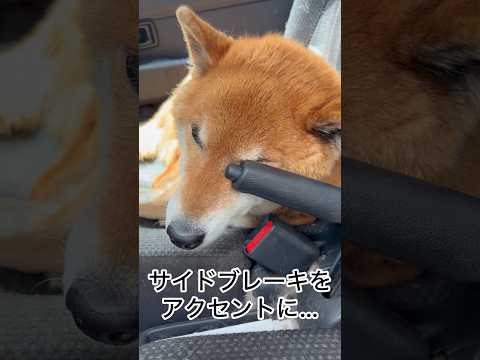 ’26.4.22 寝ぼけた力丸と、食欲旺盛な力丸… 柴犬 shibainu 柴犬のいる暮らし 柴犬の日常 車中泊犬 食… サムネイル