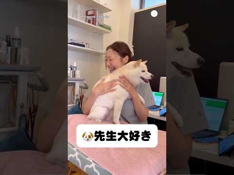 先生のことが大好きすぎる柴犬　　柴犬　犬　かわいい犬　白柴　犬のいる暮らし サムネイル