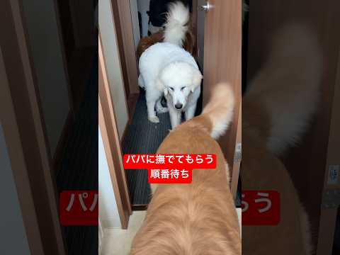 順番待ちする大型犬たち…最後は豆きち😂 癒し shorts goldenretriever ゴールデンレトリバー グレ… サムネイル
