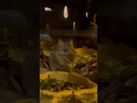shorts 朝食中〜♪ アマミトゲネズミ　埼玉県こども動物自然公園にて　2026年5月30日 サムネイル
