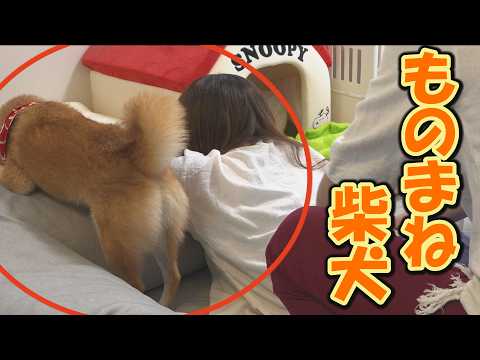 腰痛に苦しむママを真似る柴犬がおもしろ可愛いくて、痛みが吹っ飛びました。