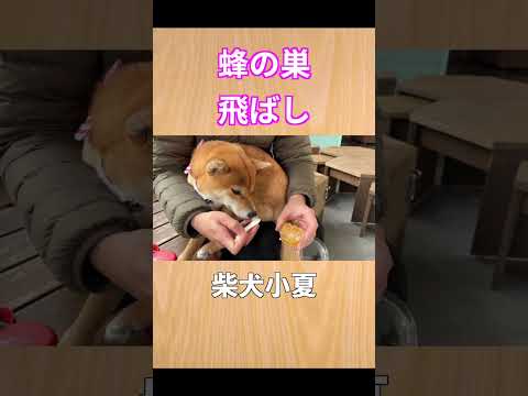 蜂の巣飛ばし #神戸 #shibainu #柴犬 サムネイル