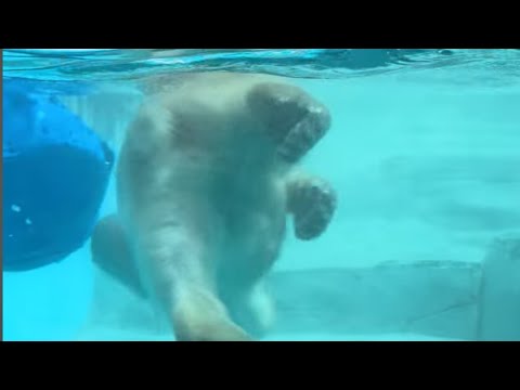 泳ぐ泳ぐ❣潜る潜る❣モモ太くん　ホッキョクグマ　男鹿水族館GAO　2026年5月22日　IMG 4770 サムネイル