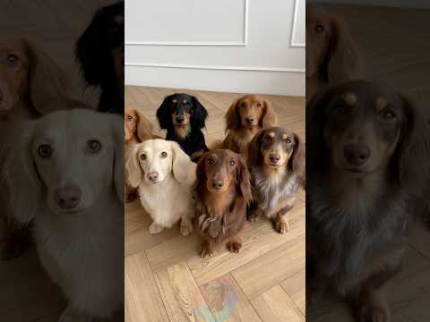 The Most Beautiful Dachshund Colors Ranked shorts dog pets…