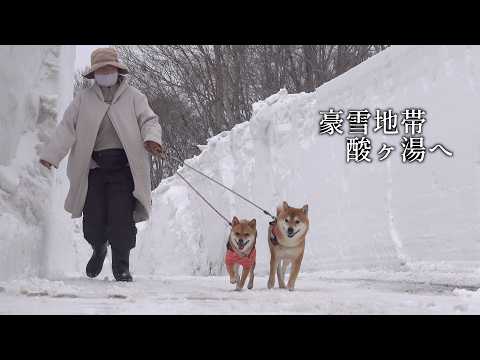 大雪すぎる‥！柴犬と雪回廊に行ったら迫力が規格外すぎた。。 サムネイル