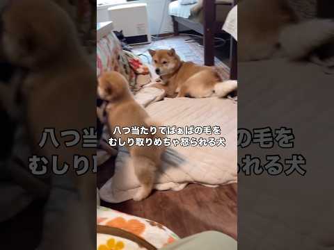 お兄ちゃんに負けた腹いせにおばあちゃんの毛をむしり取ったらめちゃくちゃ怒られた妹犬 柴犬 豆柴 子犬 shorts サムネイル