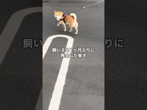 一発で気づくことはなかったけど気づいた途端、猛烈に愛を叫んでくる柴犬 柴犬 柴犬のいる暮らし 赤柴 shorts