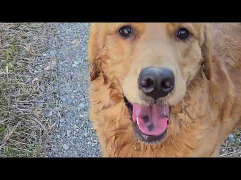 ゴールデンレトリバーの記憶のレベルは？ビスは昨日の電気柵に当たった記憶で怖いらしい。 サムネイル