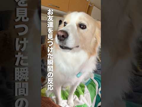 お友達を見つけた瞬間ピィピィ鳴いちゃう犬...【ボーダーコリー・ゴールデンレトリバー】shorts サムネイル