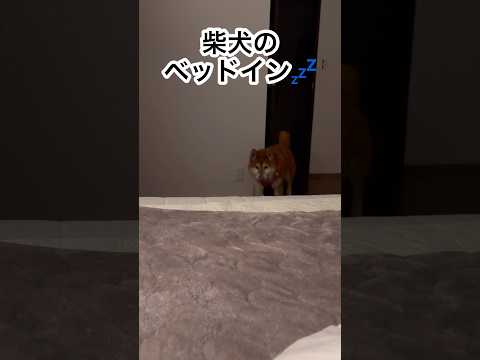 柴犬が眠るまで💤 cutedog 柴犬 shibainu dog doggie sleeping いぬのいる生活 ro… サムネイル