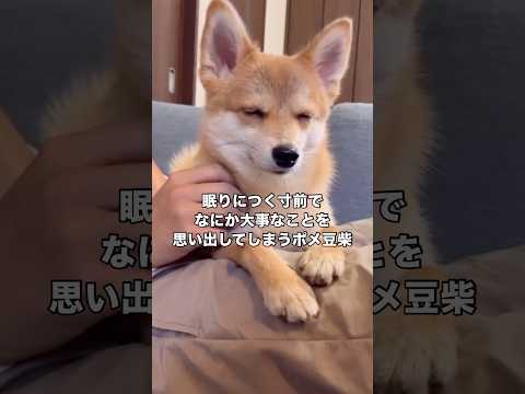 意識が飛ぶ1歩手前でなにか大事なことを思い出すポメ豆柴 ポメラニアン 豆柴 柴犬 shorts サムネイル