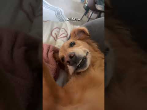 coming home to my golden retriever❤️india retreiver dog pup… サムネイル