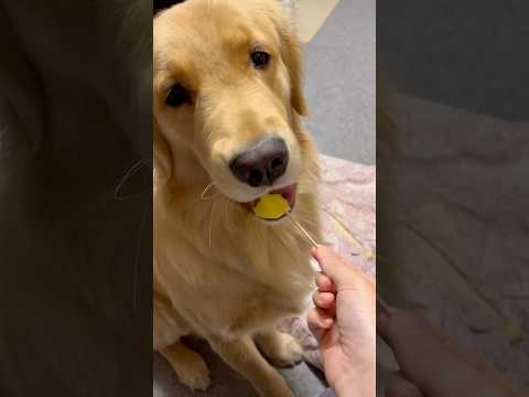 文句言いつつも食べるモンちゃんgoldenretriever ゴールデンレトリバー サムネイル