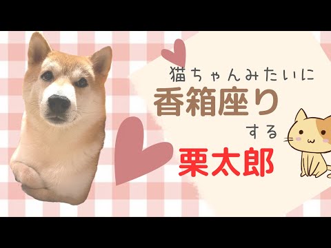 猫ちゃんみたいに香箱座りする栗太郎😺 サムネイル