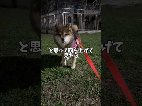 柴犬が顔を上げたその時目の前にいたのは… サムネイル