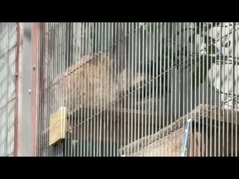 見づらくて🙏　エルくんとミーニャちゃんの息子たち　マヌルネコ　東山動植物園にて　2026年3月13日 サムネイル