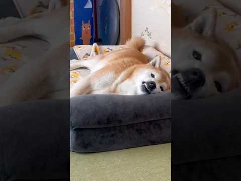 柴犬福 姉が近寄っただけでブチギレ柴犬🤣Sister and Shiba🤣姉と柴 shorts funny 柴犬 fu… サムネイル