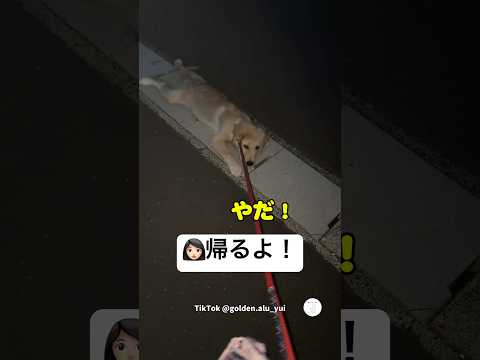 40分歩いたのに帰りたくないゴールデンレトリバー　ゴールデンレトリバー　子犬　犬　かわいい　犬のいる暮らし サムネイル