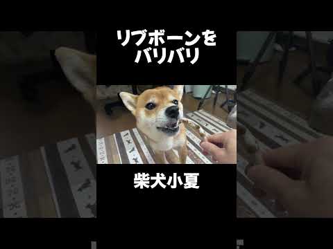 リブボーン 神戸 柴犬 shiba shibainu 癒し サムネイル