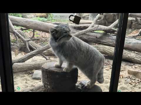 閉園間近のナゴムくん　マヌルネコ　那須どうぶつ王国　IMG 4095 サムネイル