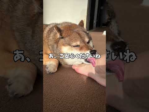 柴犬12歳！散歩終わりのルーティン？ サムネイル