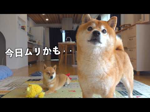 雨で柴犬が鳴いてると‥思わず飼い主がニコッとする現象に サムネイル
