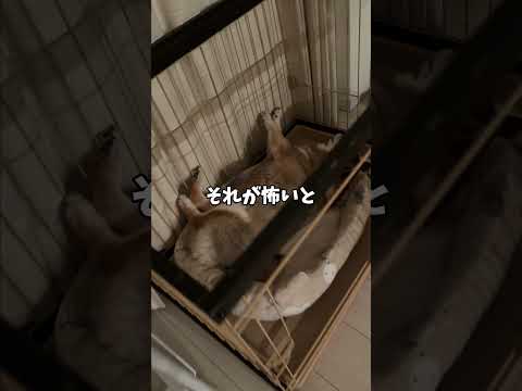子供が怖がる犬の顔。 サムネイル