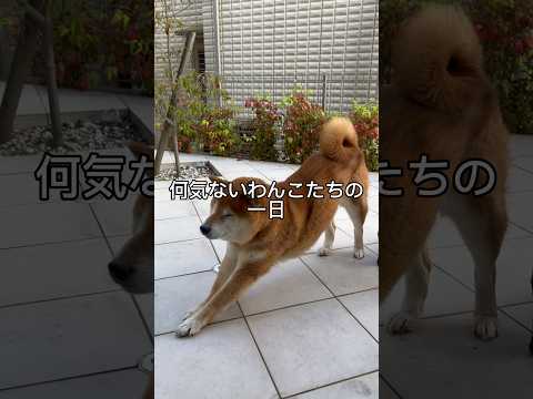 わんこたちの日常 柴犬 doggie パグ pug cutedog shibainu shiba routines い… サムネイル