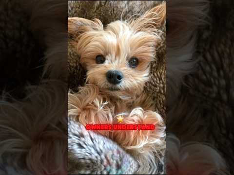 4 Problems Only Yorkie Owners Understand shorts dog yorkie…
