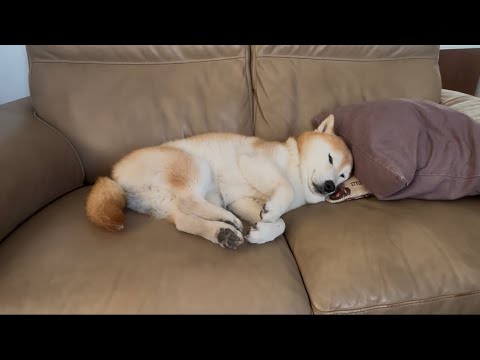 柴犬福 自らクッション使い昼寝柴犬🤣Shiba-Sleep🤣 サムネイル