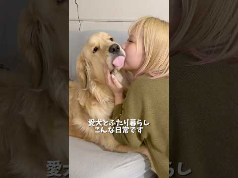 このゆるゆるなお口が可愛すぎて何回もちゅーしちゃうんです…🥺ゴールデンレトリバー 犬と2人暮らし goldenretr… サムネイル