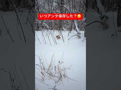 森に保存してた物とはshorts puppy goldenretriever ゴールデンレトリバー グレートピレニーズ… サムネイル