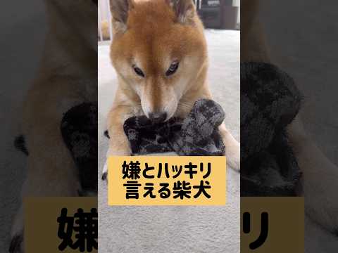 喋ってるよね？ 柴犬 サムネイル