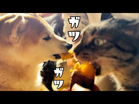 芋だー！！！ Who wants warm sweet potato? サムネイル