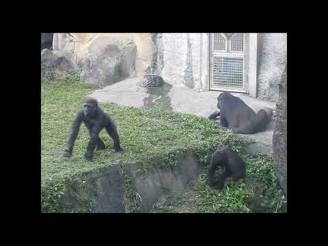 sneak attack.little gorilla brothers Jabali 5y1m old & Ring… サムネイル
