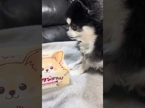 チワワのかわいいお菓子を見るチワワのいちご サムネイル