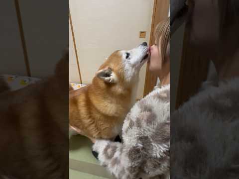 柴犬福 姉の太ももに全体重を預けながら姉を黙らせようと試みる柴犬🤣Sis and Shiba🤣姉と柴 shorts f… サムネイル