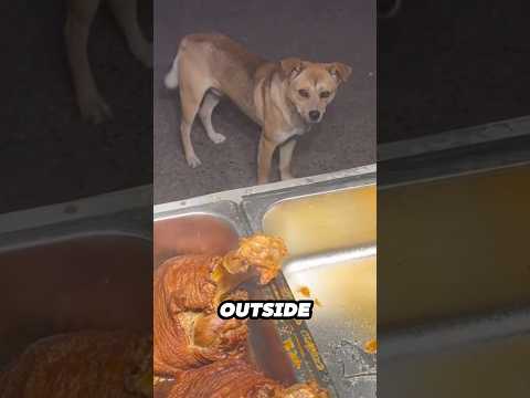 He Caught a Stray Dog Staring at Food Outside His Restauran… サムネイル